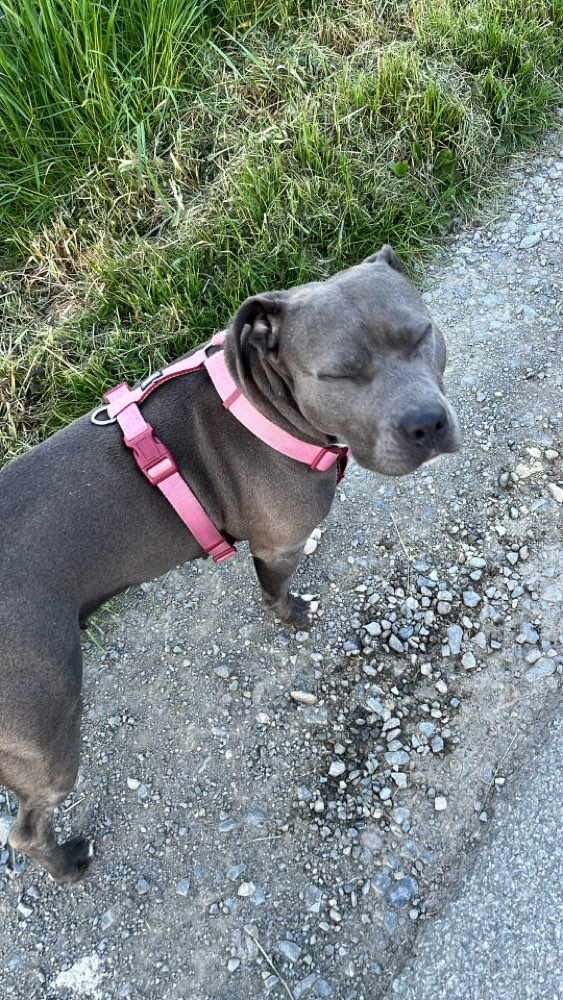 Hundetreffen-Gassi gehen und Spielen höhere Gewichtsklassen-Profilbild