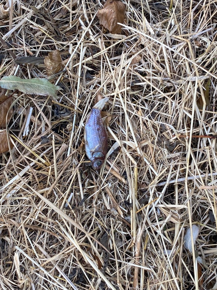 Giftköder-Abgelegte Fische an Wegesrand-Profilbild