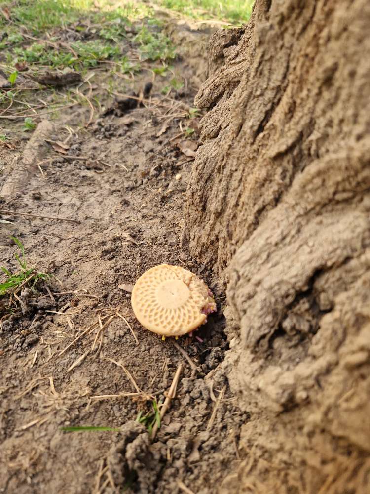 Giftköder-Herumliegendes Plätzchen-Profilbild