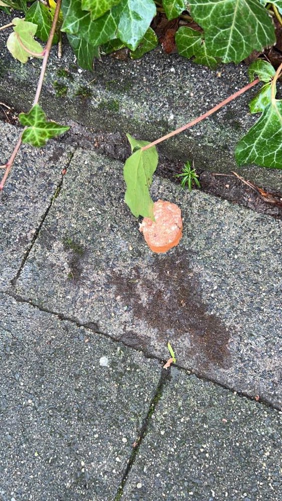 Giftköder-Möglicher Giftköder-Profilbild