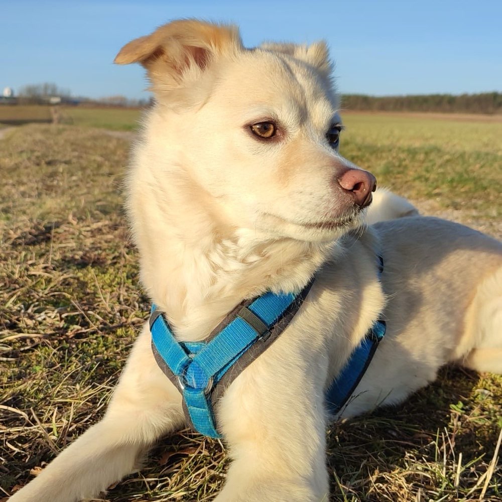 Hundetreffen-Entspannte Hundebegegnungen, Social Walk, Training-Profilbild