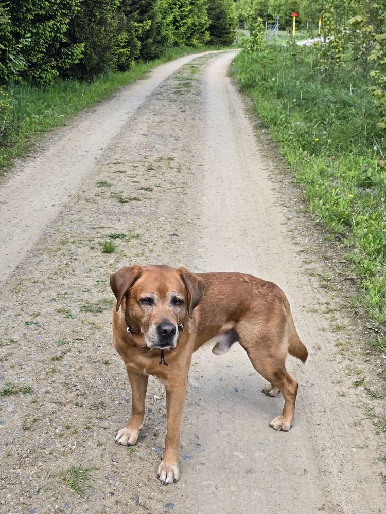 Hundetreffen-Gassi,Spiel,Spass,Buddeln und Baden-Profilbild