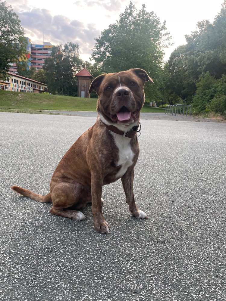 Hundetreffen-Gassirunden :)-Profilbild