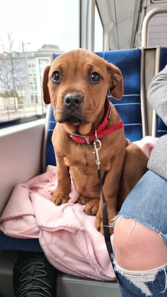 Hundetreffen-Gassi Runde am Kulki-Profilbild