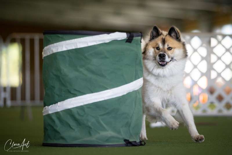 Hundetreffen-Spazieren-Profilbild