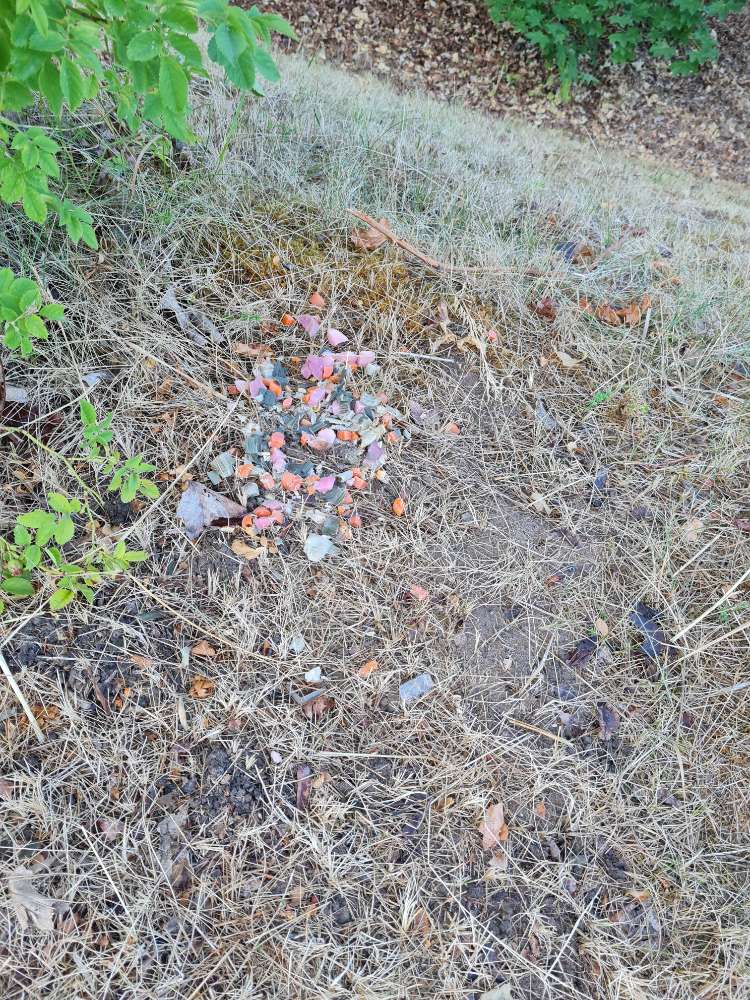 Giftköder-Möglicher Giftköder-Profilbild