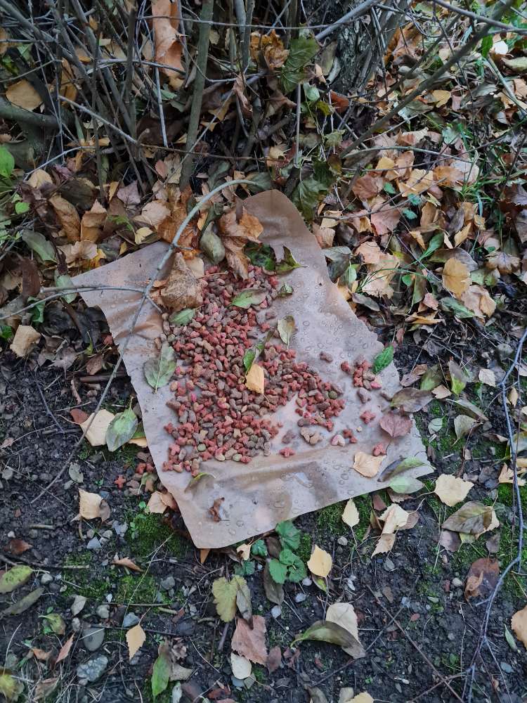 Giftköder-Futter ausgelegt-Profilbild