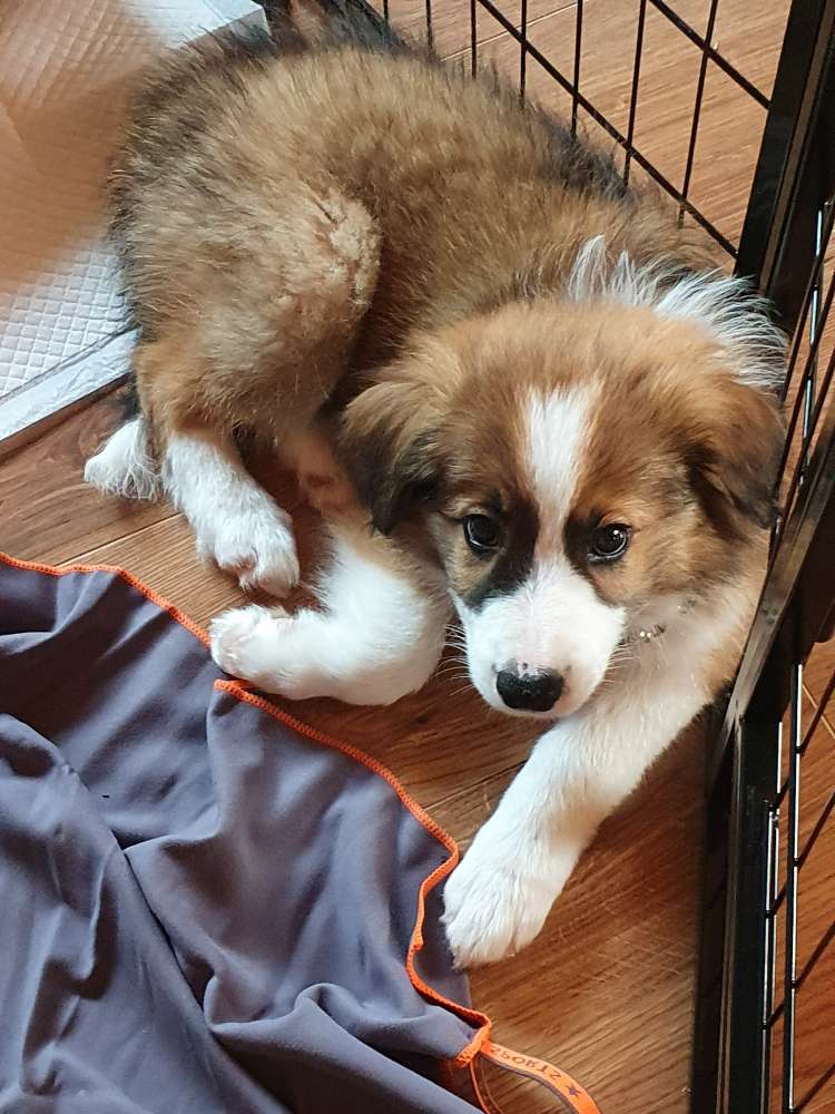 Giftköder-Hund vergiftet-Profilbild