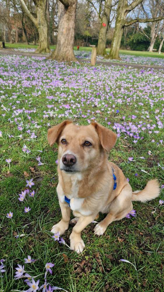 Hundetreffen-Sitten, Gerne auch im Wechsel-Profilbild