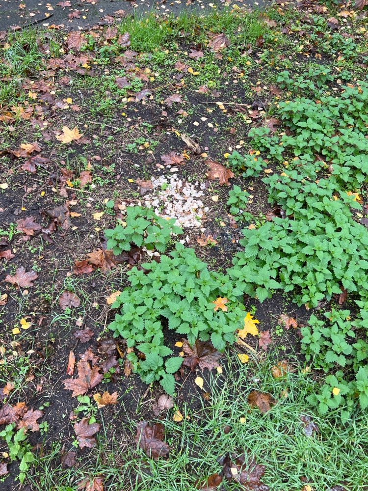 Giftköder-Eventuell Giftköder-Profilbild