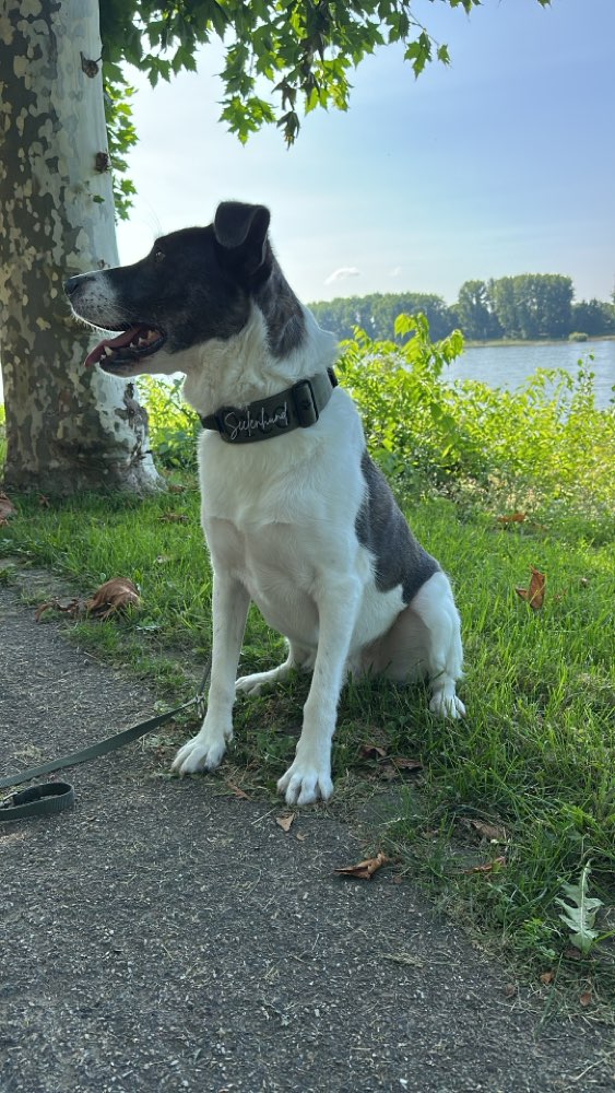 Hundetreffen-Trainings Gassi Runde-Profilbild