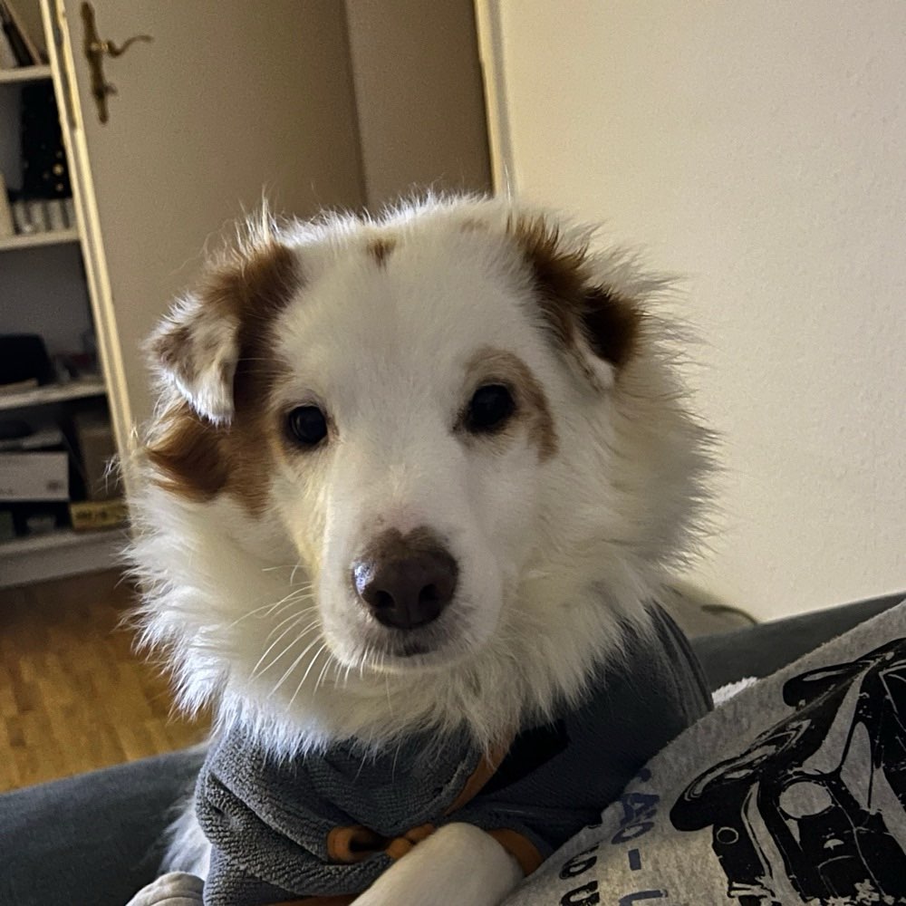 Hundetreffen-Hunde aus dem Tierschutz-Profilbild