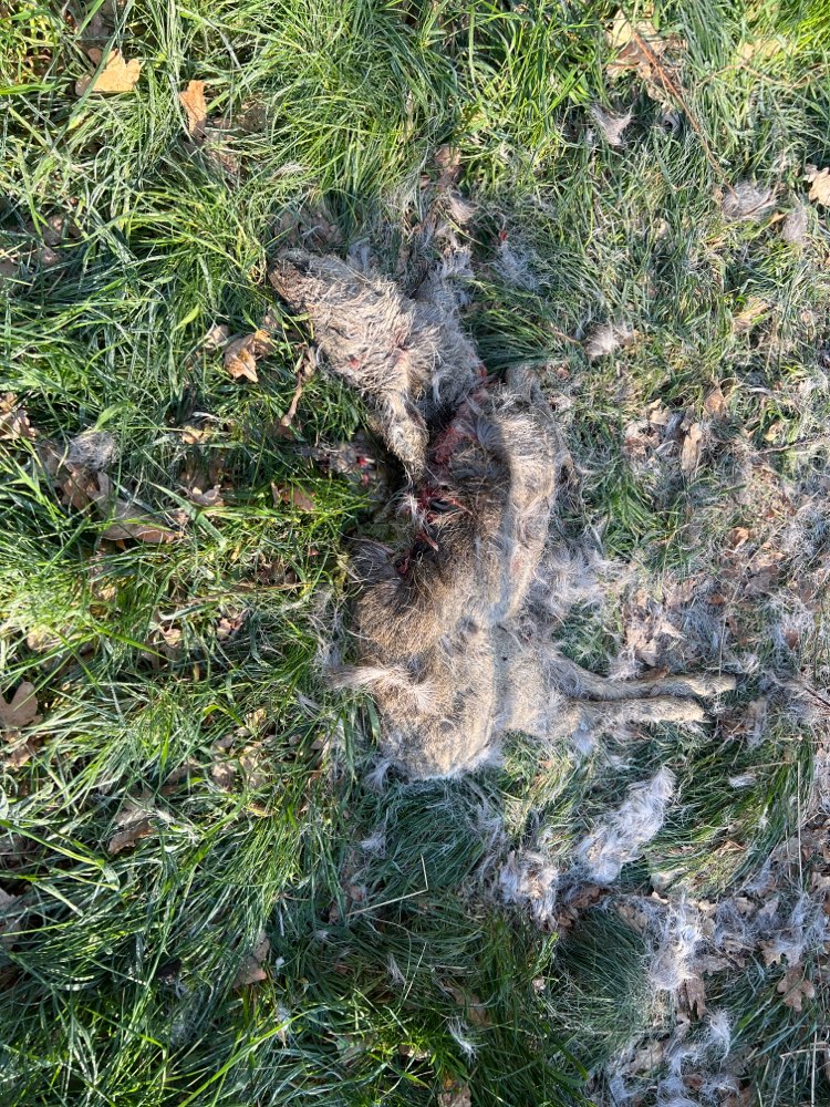 Giftköder-totes Reh-Profilbild