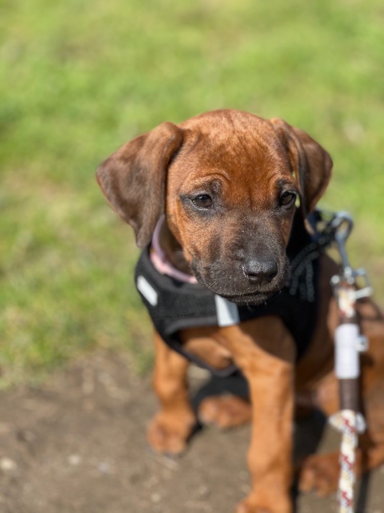 Hundetreffen-Welpentreffen-Profilbild