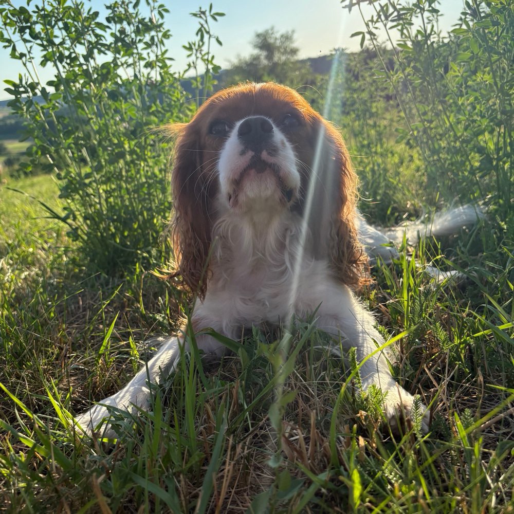 Hundetreffen-Spielpartner/-in im Landkreis Coburg-Profilbild