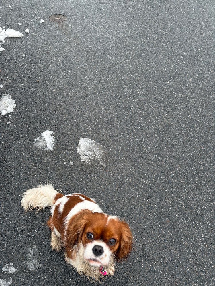 Hundetreffen-Spielpartner/-in im Landkreis Coburg-Profilbild