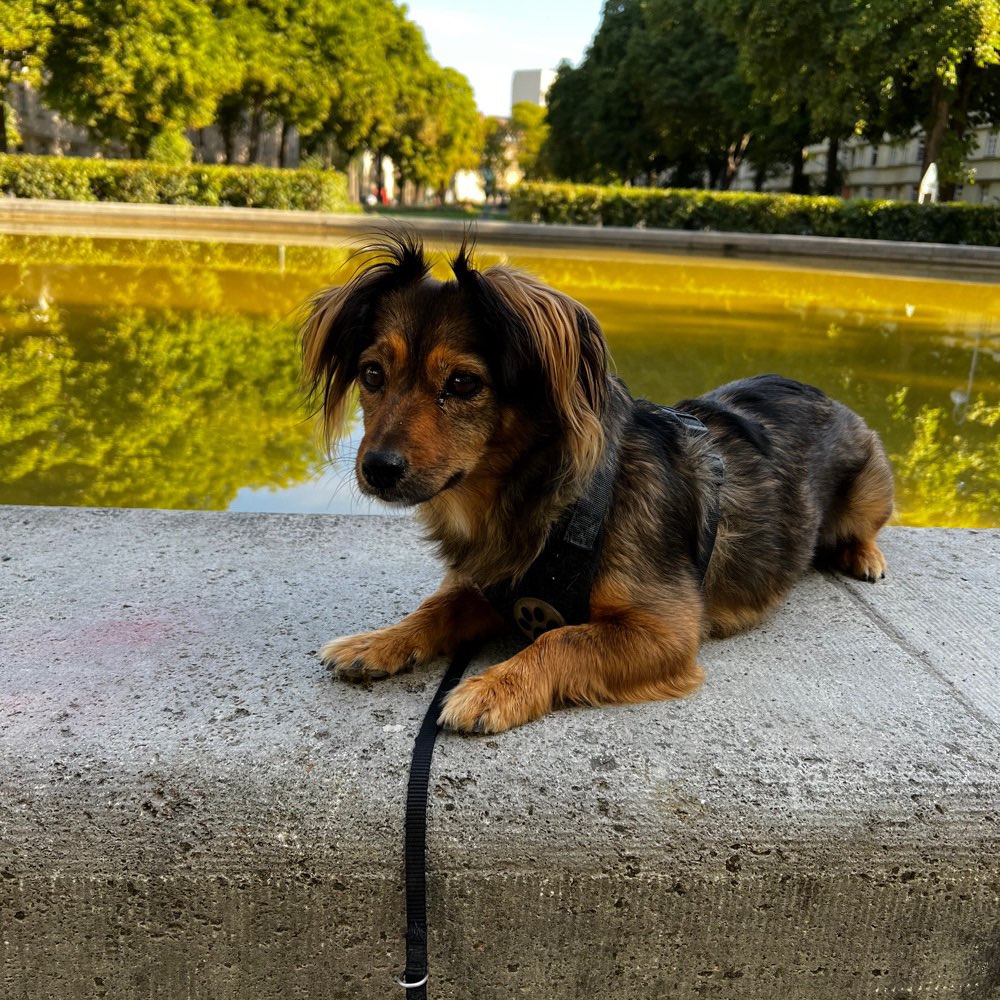 Hundetreffen-Spielerunde / Hunde Freunde gesucht-Profilbild