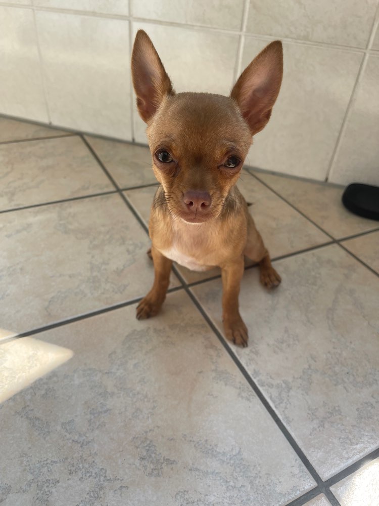 Hundetreffen-Wir suchen für unseren Welpen neue Bekanntschaften 🐶🐾-Profilbild