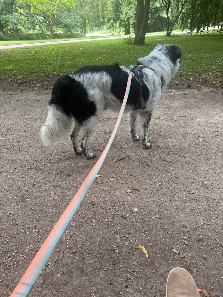 Hundetreffen-On-Leash-Adventures-Profilbild