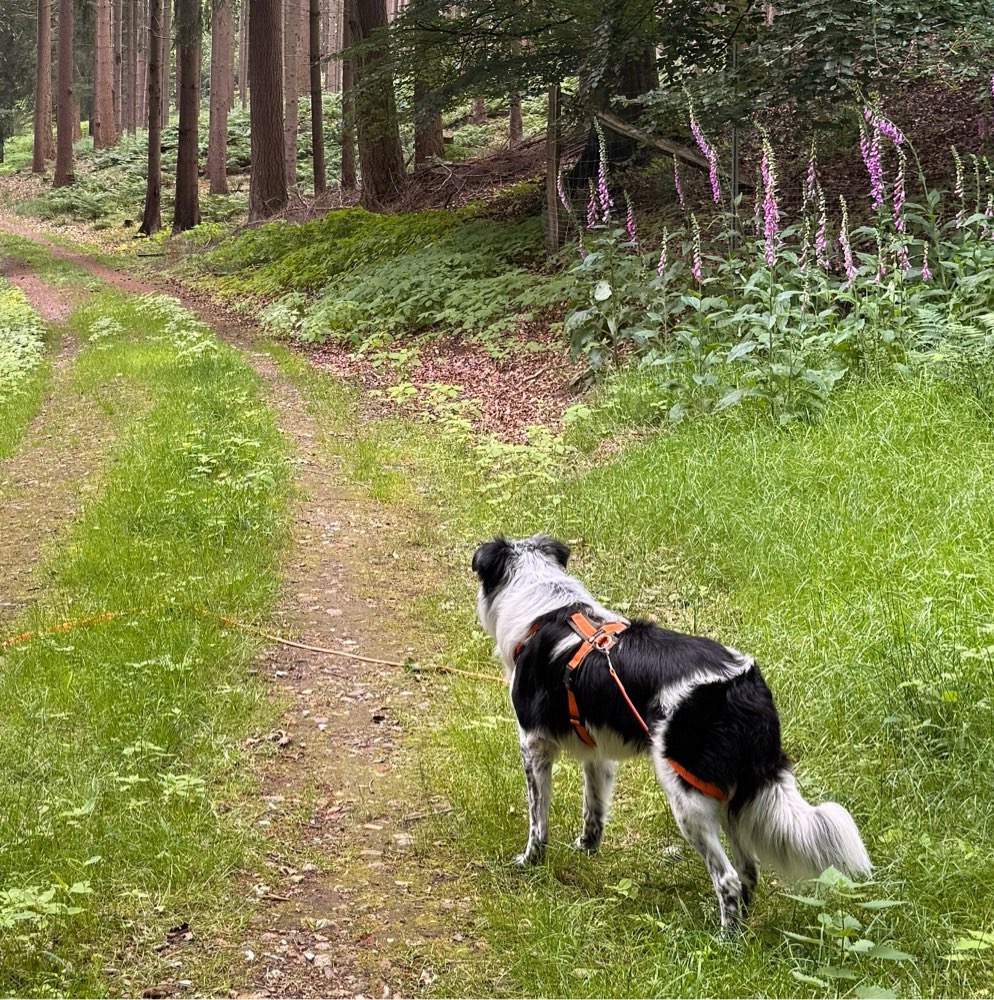 Hundetreffen-Hundekumpeline für Ekko-Profilbild