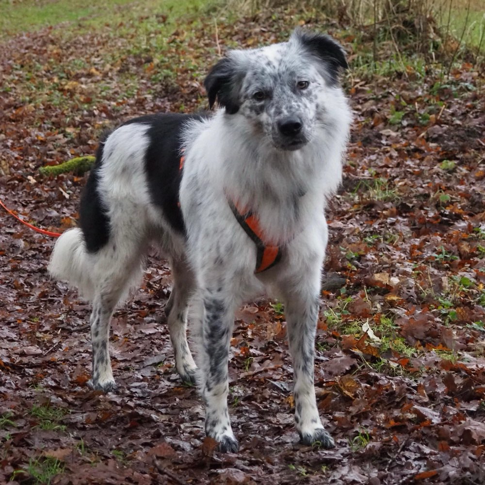 Hundetreffen-Hundekumpeline für Ekko-Profilbild