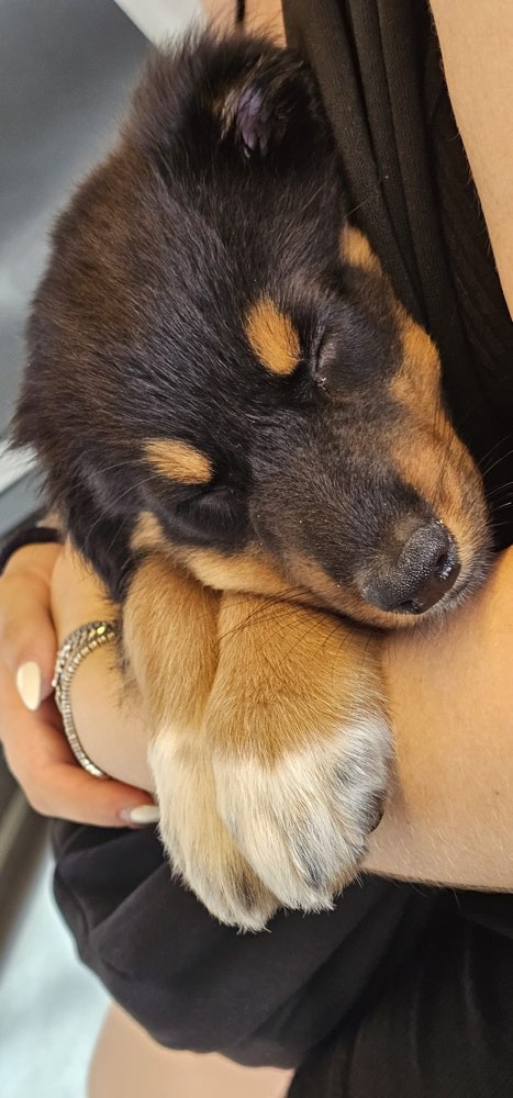 Hundetreffen-Welpentreffen-Profilbild