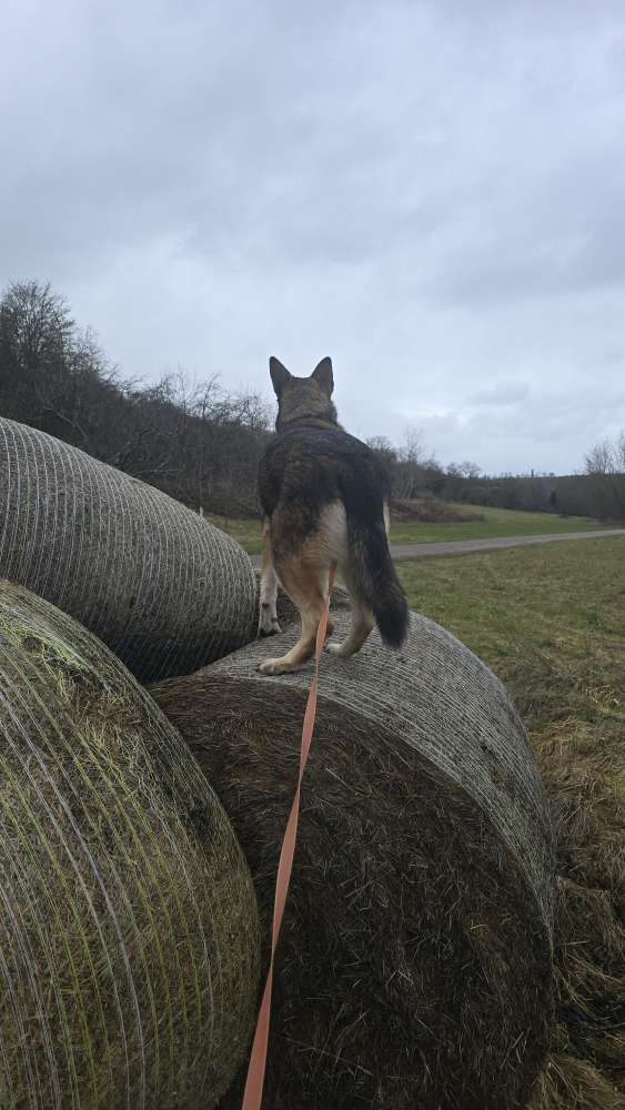 Heuballen 🐾 Banner