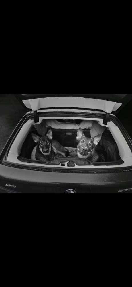 Beim Warten im Auto 🐾🚘 Banner