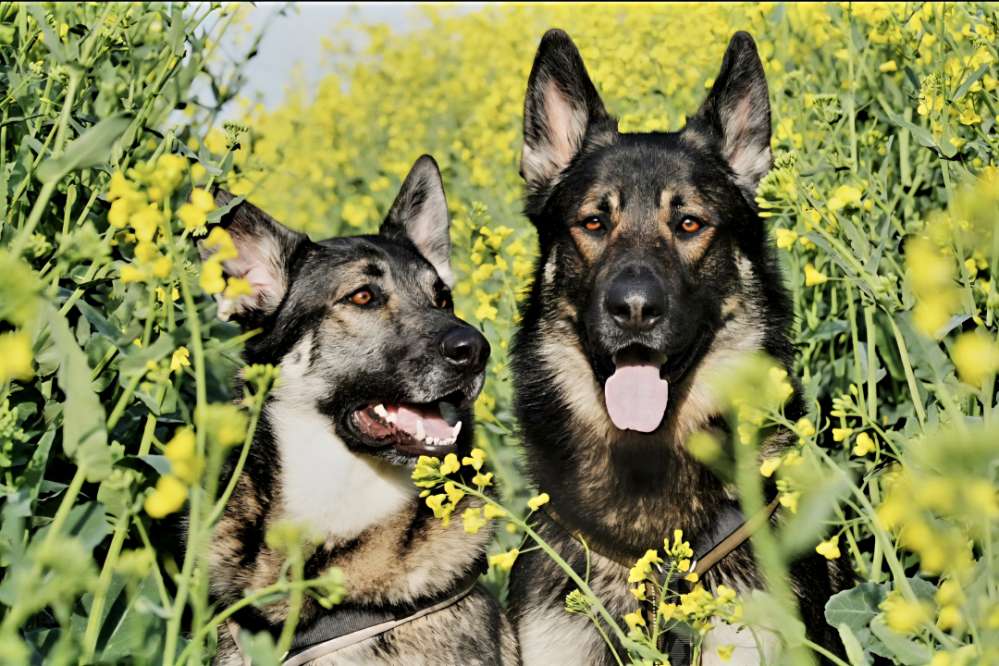 Mischlinge 💝🐾 Banner