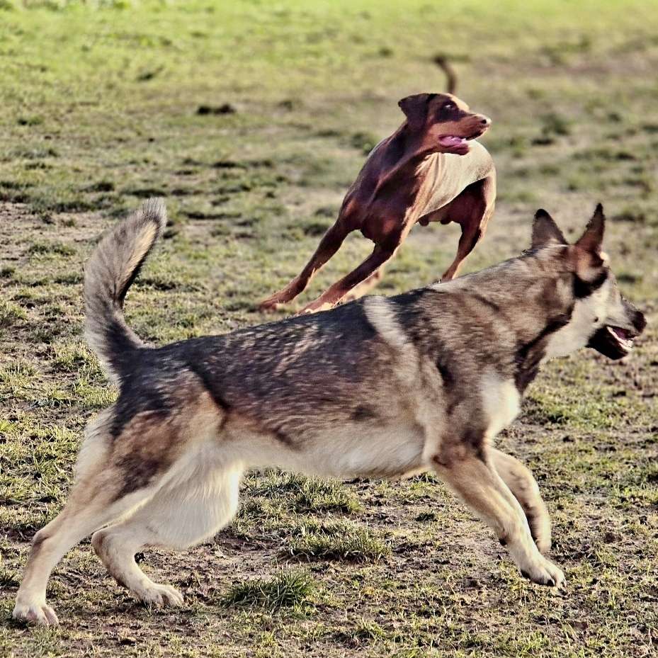 Dir wildesten Schnappschüsse beim toben als Collage ♡ Banner