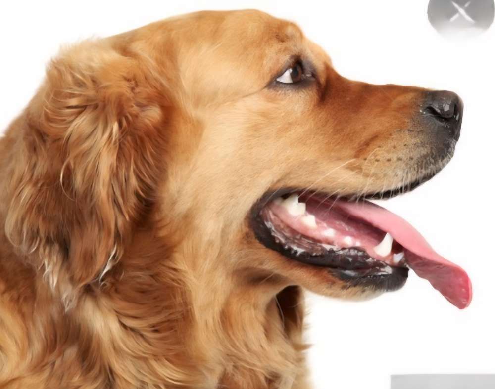 Seitenprofil 🐾 Banner