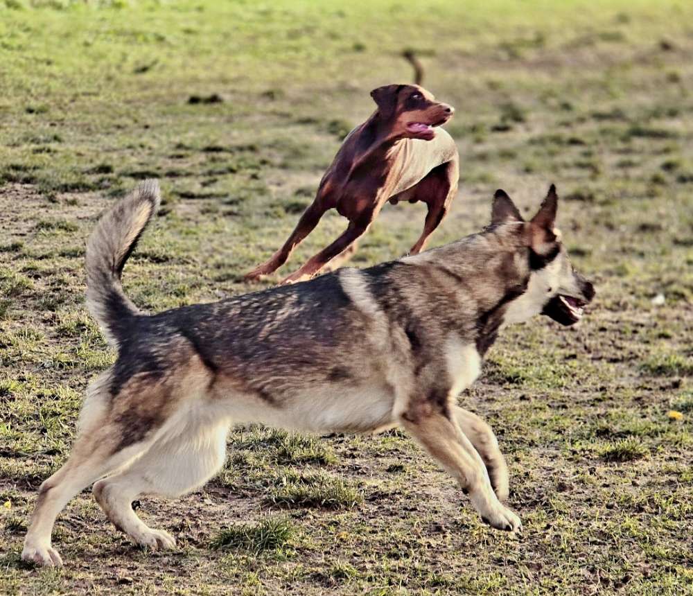 Playdates🐾✨️ Banner