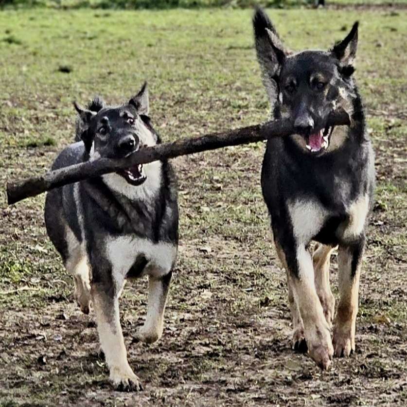 Gemeinsam sind wir Stark 💪 🐾 Banner
