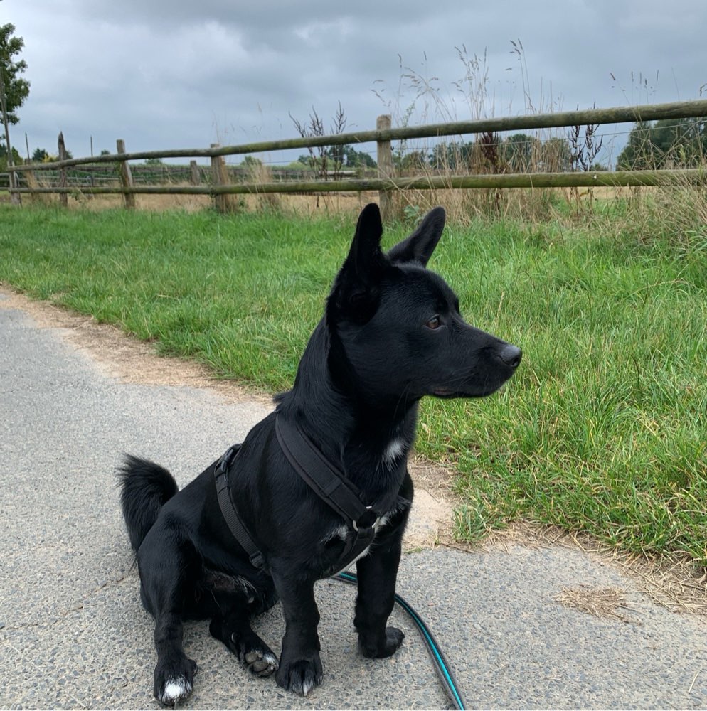 Hundetreffen-Treffen auf dem Hundespielplatz Harsefeld-Profilbild