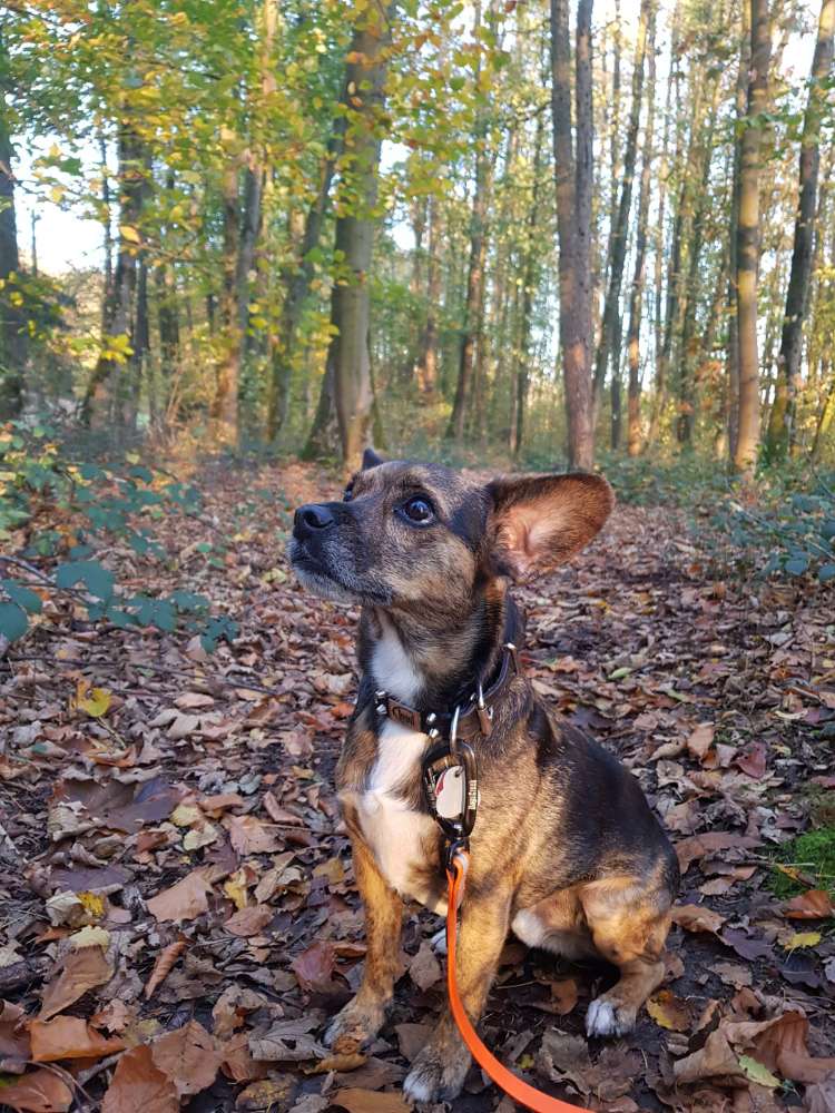 Hundetreffen-Suche gut sozialisierte Hunde für meinen unsicheren Hund-Profilbild