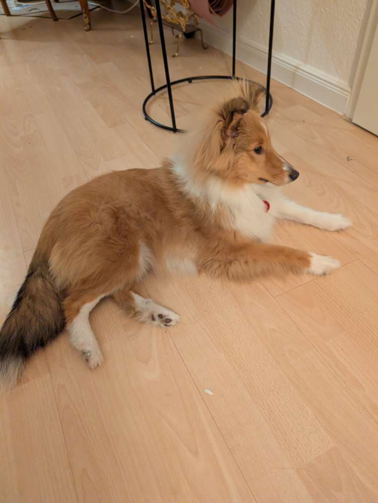 Hundetreffen-Spieltreffen kleine Hunde / Junghunde / Welpen-Profilbild