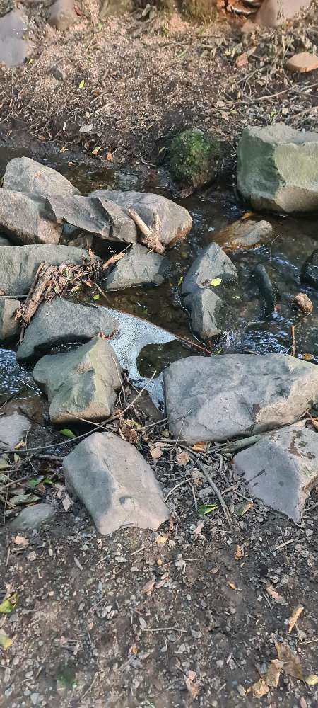 Giftköder-Verschmutztes Wasser-Profilbild