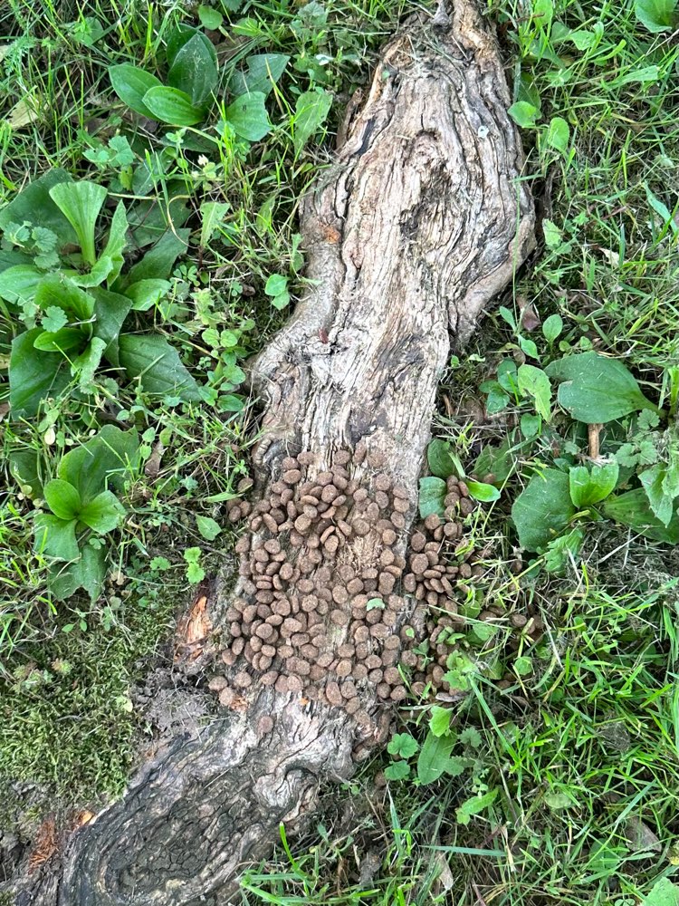 Giftköder-Ausgelegtes Futter/ vermutlich Giftköder-Profilbild