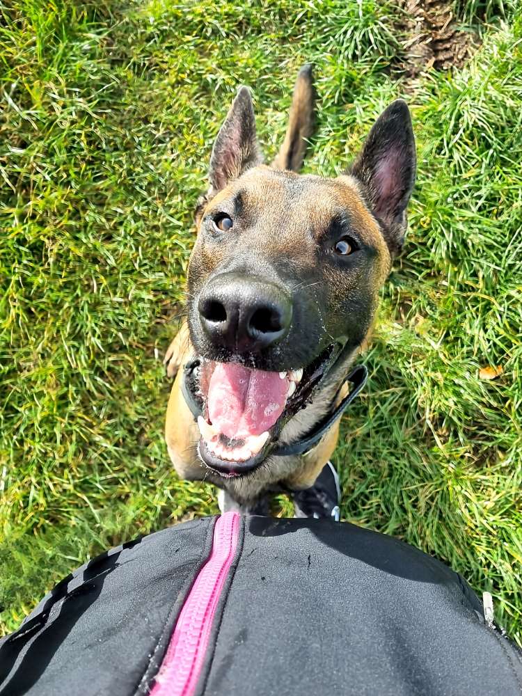 Hundetreffen-Hundebegegnungen üben. :)-Profilbild