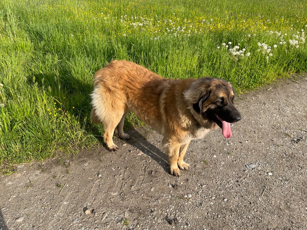 Hundetreffen-Kumpels Nähe SMÜ gesucht-Profilbild