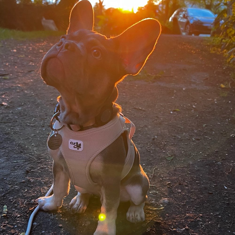 Hundetreffen-Gassirunde in Siegburg-Profilbild