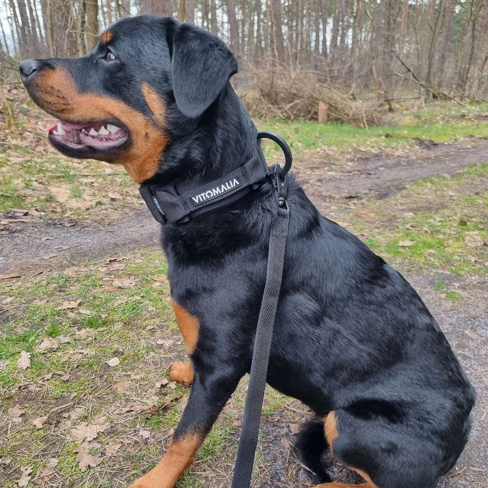 Hundetreffen-Spielgefährte gesucht-Profilbild