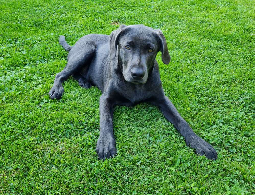 Hundetreffen-Spielkamerad in und um Ascheberg gesucht-Profilbild