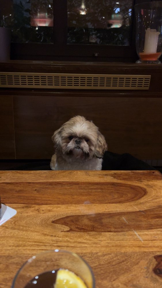 Hundetreffen-Suchen Shitzu  Hunde zum spielen-Profilbild