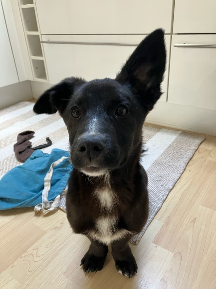 Hundetreffen-Spielrunde-Profilbild