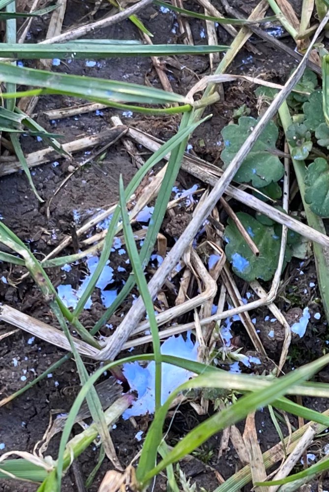 Giftköder-Giftköder-Profilbild