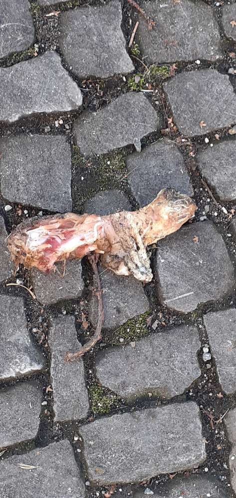 Giftköder-Knochen-Profilbild