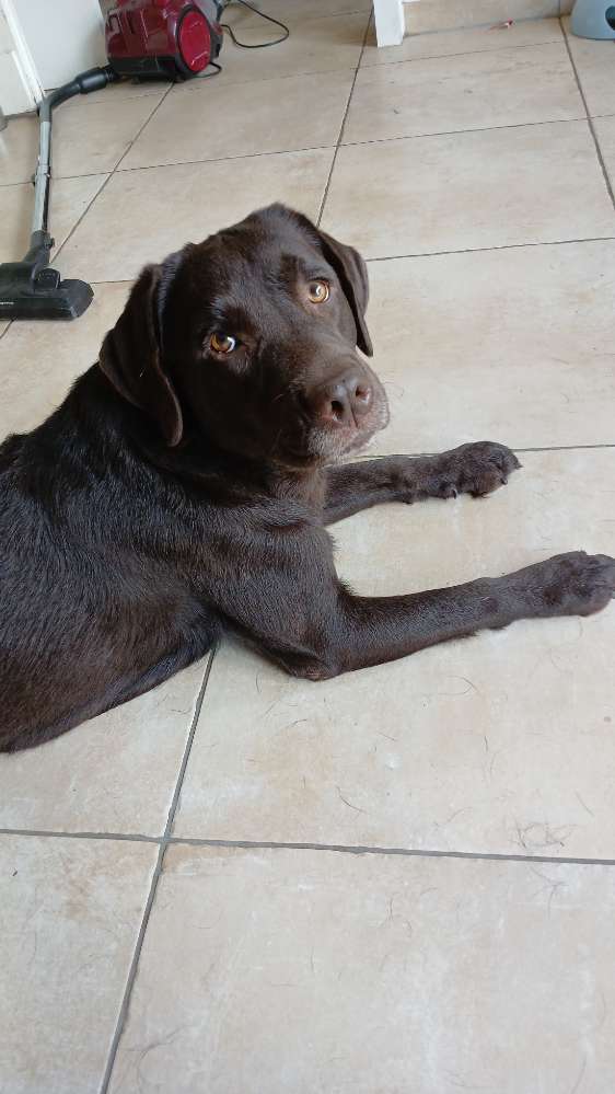 Hundetreffen-Hündinnen treff-Profilbild