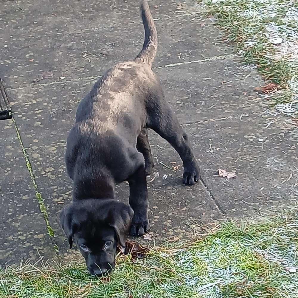 Hundetreffen-Welpen treff-Profilbild