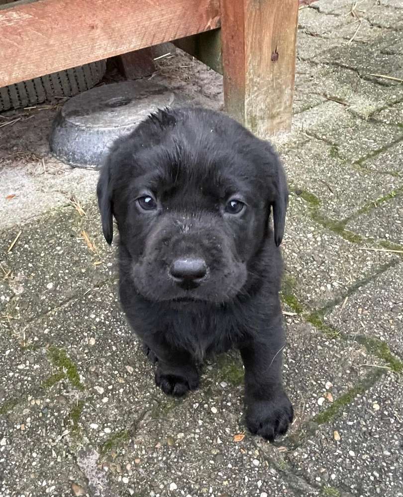 Hundetreffen-Welpen treff-Profilbild